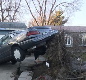 Tree hit car